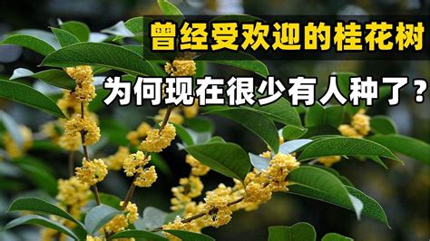 陽台種桂花風水